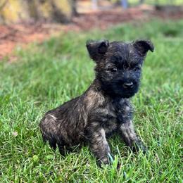 Nora - Brindle female Cairn Terrier puppy in Mountain Grove, Missouri from CreekTop