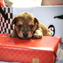 Butterscotch - Black and gold male Morkie puppy in Tucson, Arizona from Sun-Kissed Morkies