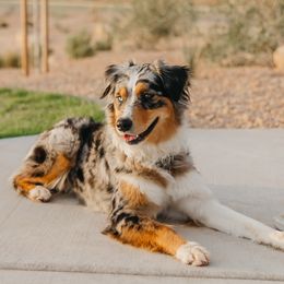 Kona - Australian Shepherd