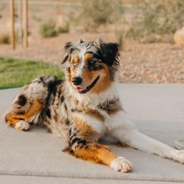 Kona - Australian Shepherd