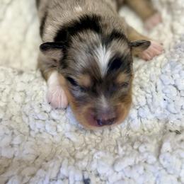 Boy 1 - Merle male Pomsky puppy in Enumclaw, Washington from Rainier Mountain Pomsky’s LLC