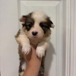 Salem - White and red male Pembroke Welsh Corgi puppy in Boyd, Texas from Barker's Corgis