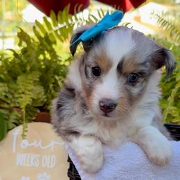 SOPHIE - female Sporty Mix puppy in Livonia, Michigan from M7’s Shelties, Toonies & AussieDoodles