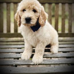 Ziggy- blue collar male - Cream male Goldendoodle puppy in Silsbee, Texas from Barkley Lane Doodles LLC