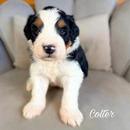 Colter - Black tri-color male Aussiedoodle puppy in Chattanooga, Tennessee from Remedy Ranch Aussiedoodles