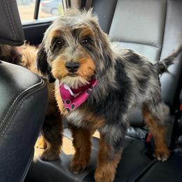 Sol - Blue merle female Bernedoodle puppy in Horseshoe Bend, Idaho from Over the Moon Poodles and Doodles