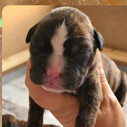 Brindle boy 8 - Brindle male Boxer puppy in Red Boiling Springs, Tennessee from Silver Rain