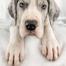 Dachshund, Great Dane, and Yorkshire Terrier Puppies from WZ Kennels