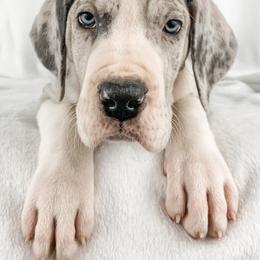 Dachshund, Great Dane, and Yorkshire Terrier Puppies from WZ Kennels