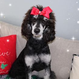 Poodle Puppies from Myka and Lisa’s Coast to Coast Poodles