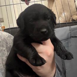 Dark blue Black male 2 - Black male Labrador Retriever puppy in Menifee, California from The Golden Leash Kennels