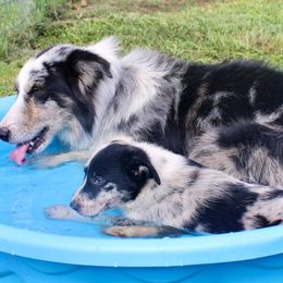 Borris - Border Collie