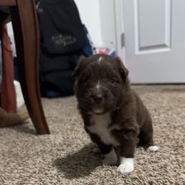 Boy1 - Red & white male Miniature Australian Shepherd puppy in Bloomington, Indiana from Above All Aussies