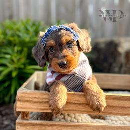 Valkyrie - female Australian Mountain Doodle puppy in Pittsburgh, Pennsylvania from WestPenn Doodles LLC