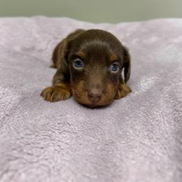 Dachshund puppies from Cantrell’s Dachshund Den
