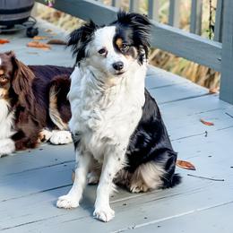 Allie - Miniature Australian Shepherd