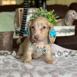 Mollie - Cream female Dachshund puppy in New Albany, Mississippi from Double A. Doxies