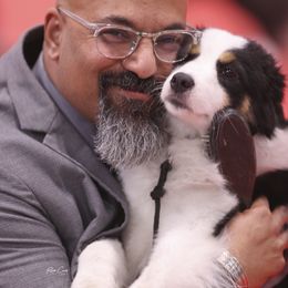 Miniature American Shepherd All Grown Up from Dynasty Minis - Georgia