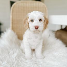 Captain - Yachties - Caramel cream male Australian Labradoodle puppy in Syracuse, Indiana from The Doodle Cove
