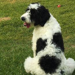 Jade - Bernedoodle
