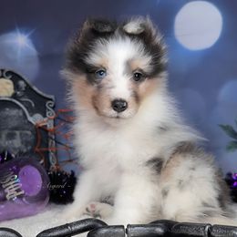 Smudge - Shetland Sheepdog puppy in Elk, Washington from Asgard Shetland Sheepdogs