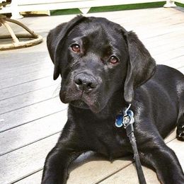 Labrador Retrievers from SKI Labradors