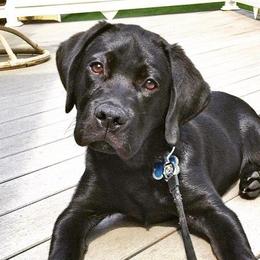 Labrador Retrievers from SKI Labradors