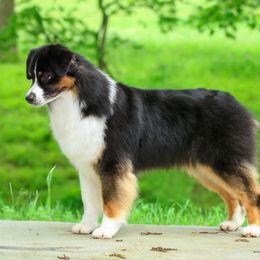 Bailey - Australian Shepherd