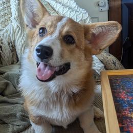 Darby - Pembroke Welsh Corgi