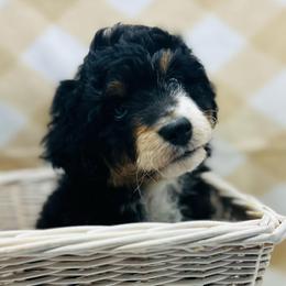 Jewel - Tri-color female Bernedoodle puppy in Northfield, New Jersey from Jersey Shore Double Doodles