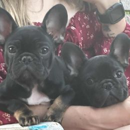 French Bulldog puppies from PNW Bigfoot Bullies