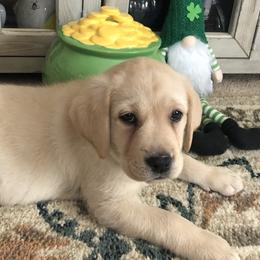 Labrador Retriever puppies from Red Truck Brittanys