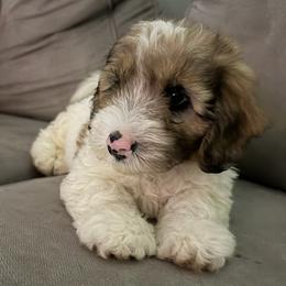 Snoopy - Brown and white male Sheepadoodle puppy in Daytona Beach, Florida from Lindy’s Doodles