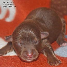 Preacher - Red tri male Miniature Australian Shepherd puppy in Patterson, North Carolina from DreamLine Aussies