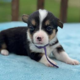 Purple Collar Female - Black and tan female Pembroke Welsh Corgi puppy in Derby, Iowa from Newton Hay & Cattle