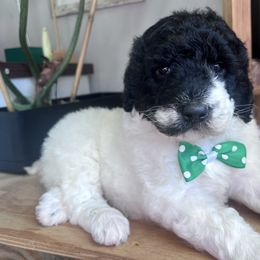 Fo-Fum with training - Black and white male Bernedoodle puppy in Boonville, North Carolina from Doods & Dolls