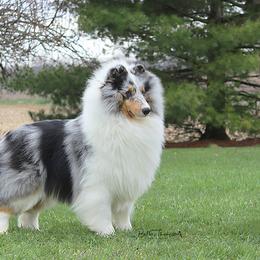 Shetland Sheepdog and Whippet All Grown Up from Jessica's Pups