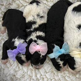 Bernedoodles, Cavapoos, Goldendoodles, Poodles, and Sheepadoodles from Sunflower Doodles