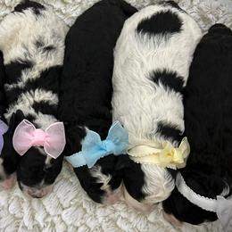 Bernedoodles, Cavapoos, Goldendoodles, Poodles, and Sheepadoodles from Sunflower Doodles