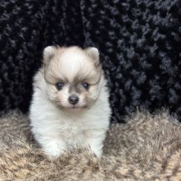 Polly - Orange parti female Pomeranian puppy in Greenville, Georgia from Breezy Hill Poms