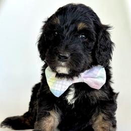 Anchor - Phantom male Bernedoodle puppy in Pulaski, Tennessee from Doodle My Heart