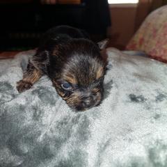 Yorkshire Terrier Puppies from Baker's Babies