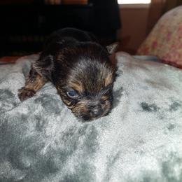 Yorkshire Terrier Puppies from Baker's Babies