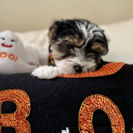 Biewer Terrier Puppies from Blue Water Biewers LLC