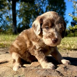 Blue Boy - Merle male Goldendoodle puppy in Huntsville, Alabama from Winchester Doodles