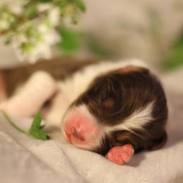 Australian Shepherd Puppies from Cloverdale Australian Shepherds