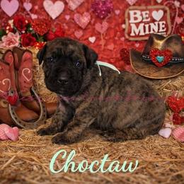 Choctaw - Tiger male Perro de Presa Canario puppy in Horizon, Texas from Mesquite Creek Kennels