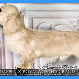 Legacy - Dachshund