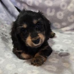 Wiggles - Black and tan female Dachshund puppy in Tonopah, Arizona from Desert Diamond Dachshunds