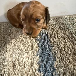 Forrest - Cream male Dachshund puppy in Elko, Nevada from Willow Creek Acres Dachshunds & Collies